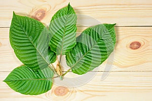 Mitragyna speciosa or Kratom leaves