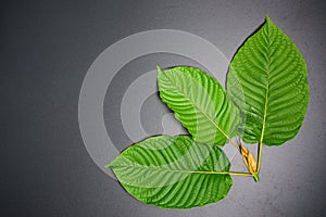 Mitragyna speciosa or Kratom leaves photo