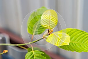 Mitragyna speciosa (Kratom leaves) Close up picture, Plant in thailand, Kratom herbal at thailand