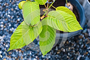 Mitragyna speciosa (Kratom leaves) Close up picture, Plant in thailand, Kratom herbal at thailand