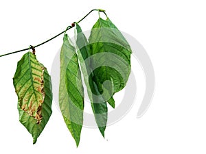 Mitragyna speciosa kratom leaves