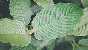 Mitragyna speciosa Kratom leaves Thai herbal which encourages health.