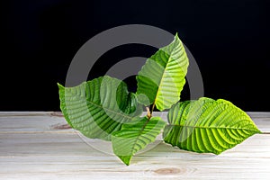 Mitragyna speciosa or Kratom leaves