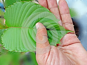 Mitragyna speciosa or Kratom, Red Vein Kratom serrated leaf margin or crayfish tail