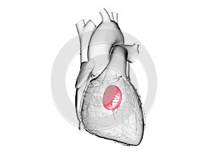 The mitral valve