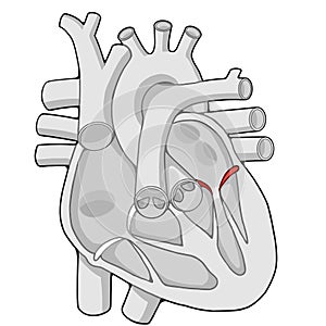 Mitral valve - Heart - Human body - Education