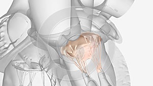 The mitral valve is located between the upper left heart chamber (left atrium) and the lower left heart chamber