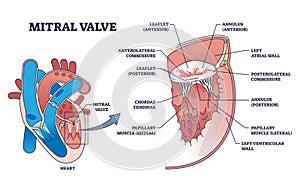 Mitral valve structure with medical cardio heart anatomy outline diagram