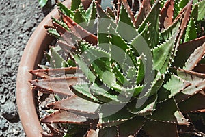 The Mitre Aloe, a species of Aloe