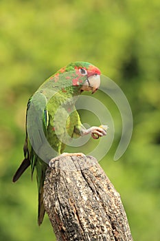 Mitred parakeet