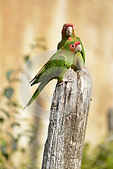 Mitred Parakeet perched on wood post