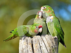 Mitred Parakeet perched on wood post