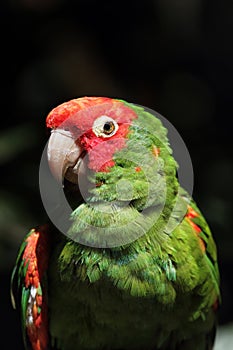 Mitred Parakeet (Psittacara mitrata)