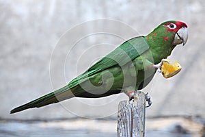 Mitred parakeet (Psittacara mitrata).