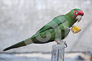 Mitred parakeet (Psittacara mitrata). photo