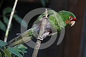 Mitred parakeet (Psittacara mitrata). photo