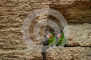 Mitred parakeet, Psittacara mitratus, red green parrot in nest clay hole wall in the nature habitat. Bird mitred conure in the photo