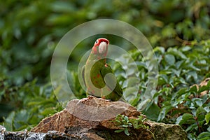 Mitred parakeet, Psittacara mitratus, red green parrot sitting on the tree trunk in the nature habitat. Bird mitred conure in the photo