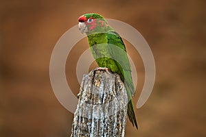 Mitred parakeet, Psittacara mitratus, red green parrot sitting on the tree trunk in the nature habitat. Bird mitred conure in the photo