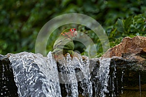 Mitred parakeet, Psittacara mitratus, red green parrot in the water nature habitat. Bird mitred conure in the nature habitat,