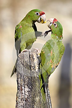 Mitred Parakeet on wood post