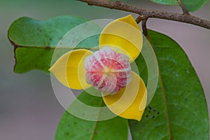 Mitrephora keithii flower close up