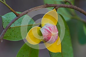 Mitrephora keithii flower close up