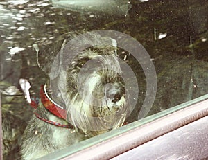 Mittel schnauzer dog locked in car