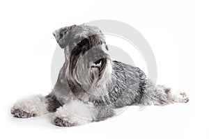 Mittelschnauzer