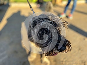 A Mittelschnauzer dog stands on the sidewalk in the sunset