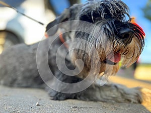 A Mittelschnauzer dog stands on the sidewalk in the sunset