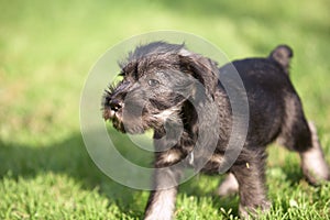 Mittelschnauzer puppy on green grass