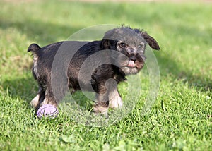 Mittelschnauzer puppy on green grass