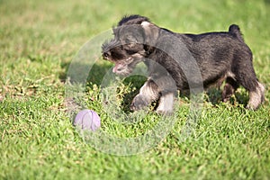 Mittelschnauzer puppy on green grass