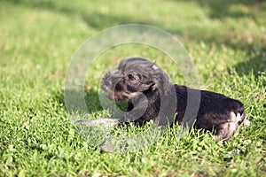 Mittelschnauzer puppy on green grass