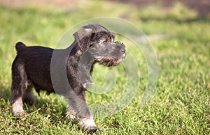 Mittelschnauzer puppy on green grass