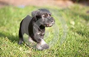 Mittelschnauzer puppy on green grass