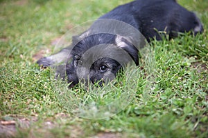 Mittelschnauzer puppy on green grass
