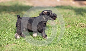 Mittelschnauzer puppy on green grass