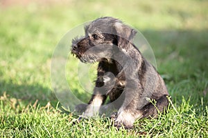 Mittelschnauzer puppy on green grass