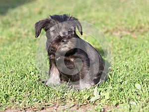 Mittelschnauzer puppy on green grass