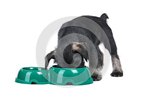 Mittelschnauzer puppy isolated on white background eats from do