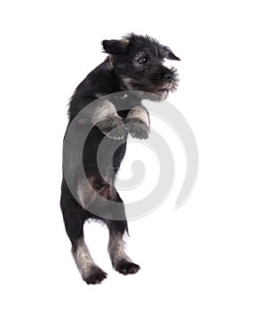 Mittelschnauzer puppy jumping isolated on white background
