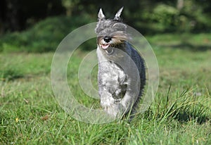 Mittelschnauzer (standard) running