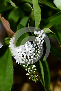 Mix background on flowers in autumn