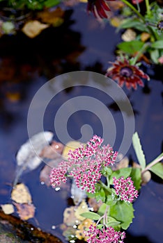 Mix background on flowers in autumn