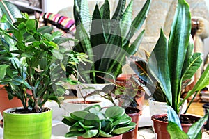 Mix of beautiful houseplants in the flowerpots