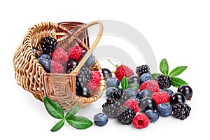 Mix of blackberry blueberry raspberry black currant with leaf in wicker basket isolated on white background.