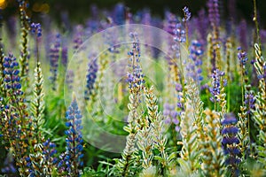 Mix Of Blooming And Overblown With Seed Pods Wild Flowers Lupine