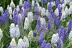 A mix of blue and white grape hyacinth flowers blooming in early Spring